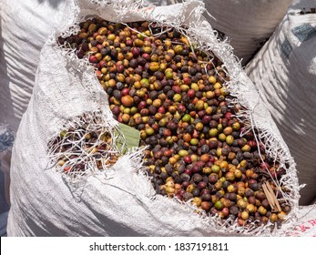 Robusta Berries In Plastic Bag