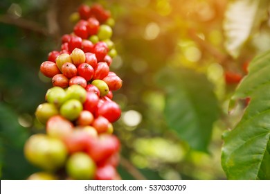 Robusta Coffee Farm And Plantation On The South Mountain Of Thailand.