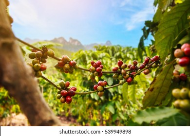 Robusta Coffee Farm And Plantation On The South Mountain Of Thailand.