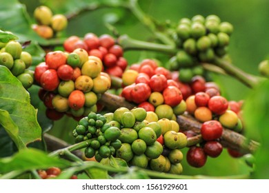 Robusta Coffee from local small scale farming own by villagers, in bukit barisan selatan Sumatra