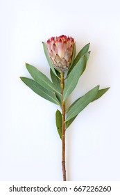 Robyn Protea