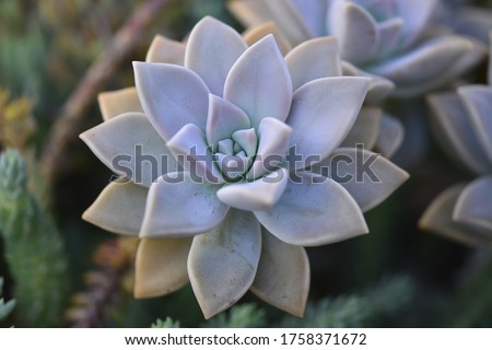 Roch Rose Succulent - The image of vibrancy 