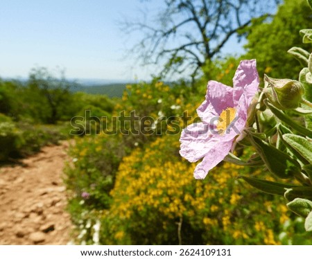 Rocha da Pena hiking path in the Algarve in Portugal 