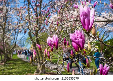 Rochester, NY, USA - May 7, 2022: The Rochester Lilac Festival is the largest free festival where visitors can shop, hear live music, eat and explore the magnificent gardens of Highland Park. 