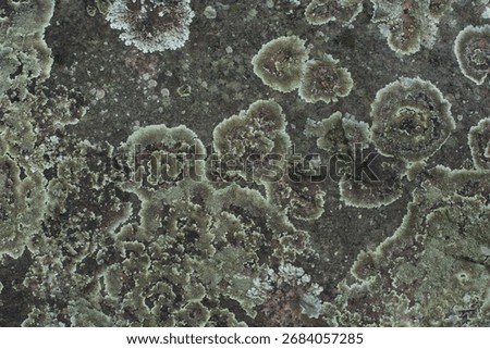 rock based lichen, Lichen and stone