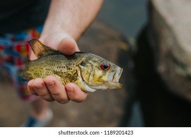 Rock Bass Fish Caught At Cottage