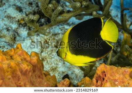Rock beauty angelfish (Holacanthus tricolor)