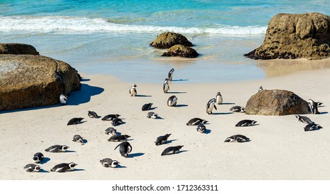 Rock boulders and African or Jackass Penguins (Spheniscus Demersus) on the famous Boulder Beach near Cape town, South Africa. - Shutterstock ID 1712363311