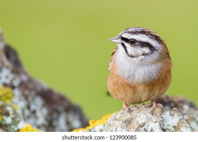 Rock Bunting