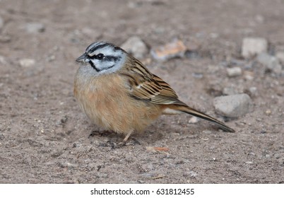 Rock Bunting