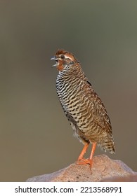 Rock Bush Quail - Small Size Bird From Quail Family.