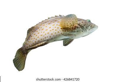 Rock Cod Fish/swimming Fish/grouper Fish/cod Fishing/tropical Fish/red Spotted Grouper Fish On White Background/colorful Fish Scales/beautiful Fish Body/fish Fresh Seafood