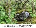 A rock covered with moss in Alaskas rainforest