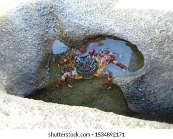 A Rock Crab Hiding In A Little Rock Pool.