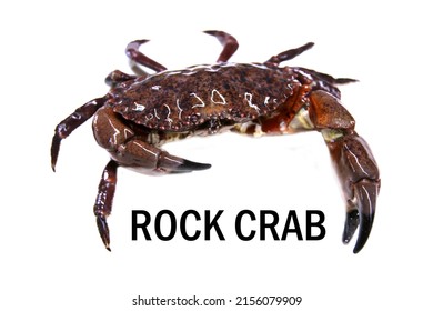 Rock Crab. Isolated on White. Pacific red rock crab. Dungeness crab. Stone Crab. Live for sale at a Open Air Market. Sea Food Market. Removable Text. 