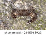 Rock Crab (Ozius truncatus) - camouflaged crab in coastal rockpool