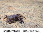 rock crabe Cancer irroratus crabe commun crabe tourteau