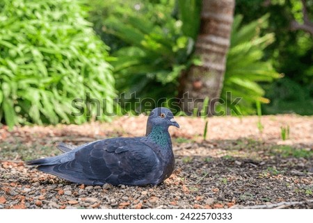 Rock dove (Columba livia) medium-sized bird, animal sits on the ground in a city park and rests in the shade.