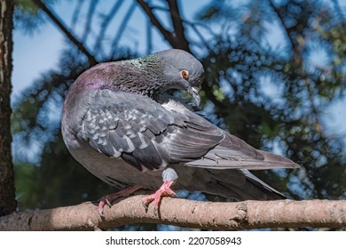 Rock Dove (Columba Livia) In Park