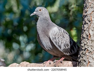 Rock Dove (Columba Livia) In Park