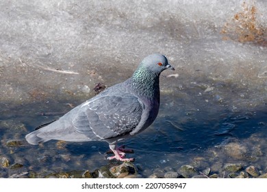 Rock Dove (Columba Livia) In Park