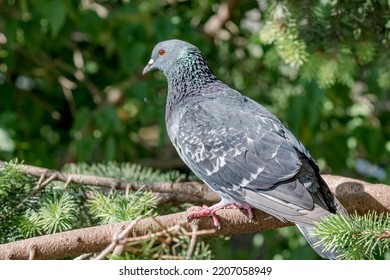 Rock Dove (Columba Livia) In Park