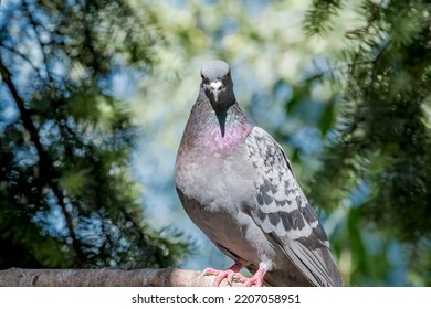 Rock Dove (Columba Livia) In Park