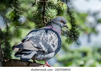 Rock Dove (Columba Livia) In Park