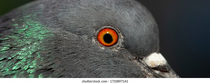 Rock dove, or common pigeon, is a member of the bird Columbidae. A young male bird. Macro image of the eye.