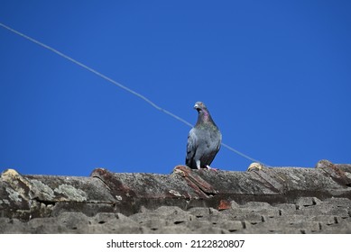 Rock dove, or common pigeon, peering down as it stands on the pointing of a weathered tile roof, during a clear summer day