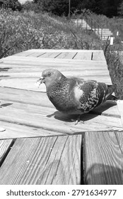 A rock dove eats bread on a wooden park bench.