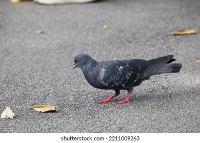 Rock Dove In A Park