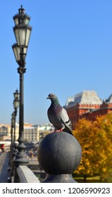 Golden Eye Pigeon Images Stock Photos Vectors Shutterstock