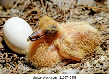 The Rock Dove, Rock Pigeon, Or Common Pigeon In Nest