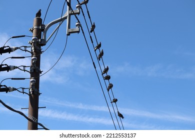 Rock Doves Lined Up On The Power Line