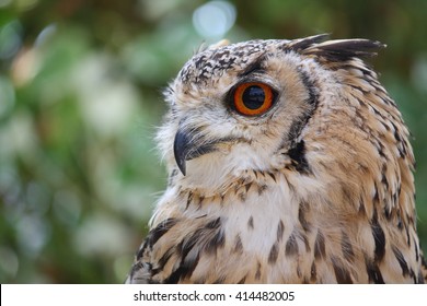 Rock Eagle Owl,Bubo Bengalensis