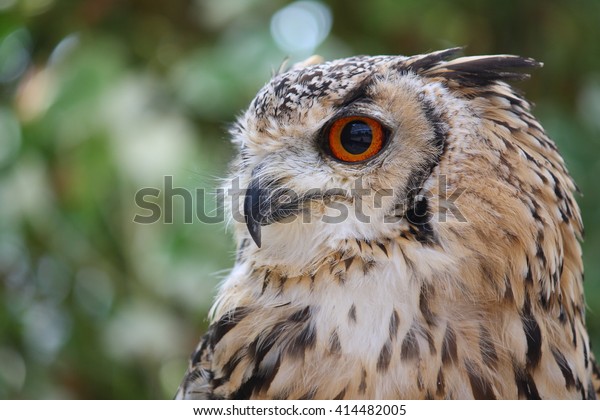 Rock Eagle Owl,Bubo\
bengalensis