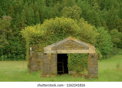 Rock Farm Shed In Ruins Being Over Grown By Bushes, Giving It The Look Of A Weird Haircut.  Capture In All In Various Shades Of Green, With Nature Taking Over