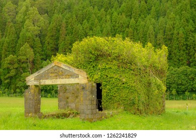 Rock Farm Shed In Ruins Being Over Grown By Bushes, Giving It The Look Of A Weird Haircut.  Capture In All In Various Shades Of Green, With Nature Taking Over