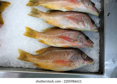 Rock Fish. Wild Rock Fish On Ice In A Seafood Market For Sale. People World Wide Love Eating Rock Fish For Lunch And Dinner. Wild Caught Rock Fish. 