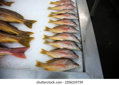 Rock Fish. Wild Rock Fish On Ice In A Seafood Market For Sale. People World Wide Love Eating Rock Fish For Lunch And Dinner. Wild Caught Rock Fish. 