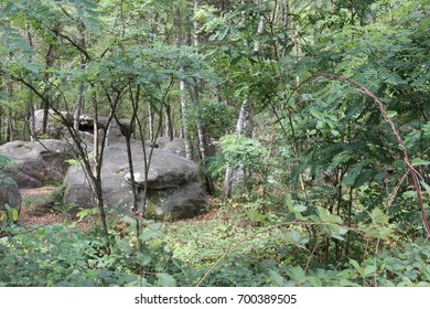 rock in forest