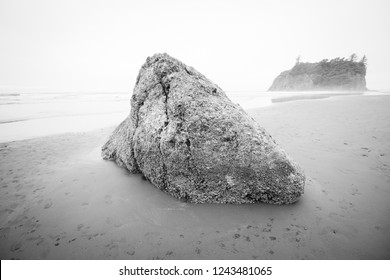 Rock formation covered in crustaceans at Ruby Beach in Olympic National Park 