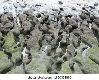 Rock Formations On The Beach Looking Like Strange Things Coming Out Of The Sand