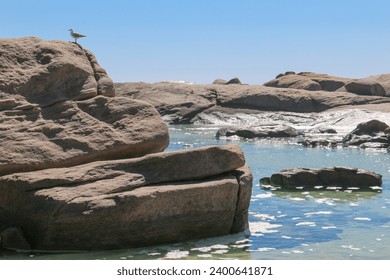 Rock formations with a single seagull next to a rock pool