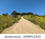 Rock Gravel Dust Hiking Trail Path Up a Hill in Yellow Flowers on a Sunny Day