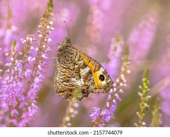 Rock grayling (Hipparchia semele) butterfly populations in Netherlands have declined dramatically as a result of drought, climate change and Nitrogen deposition.