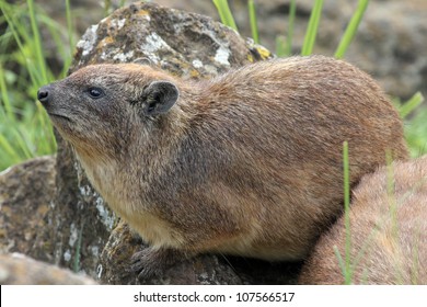 The Rock Hyrax (Procavia capensis) or Cape Hyrax, is one of the four living species of the order Hyracoidea. Seen here in the wild at Lake Nakuru, Kenya, Africa.