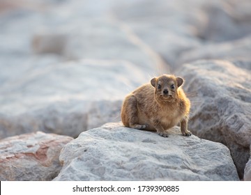 Rock Hyrax From Sir Bani Yas Island