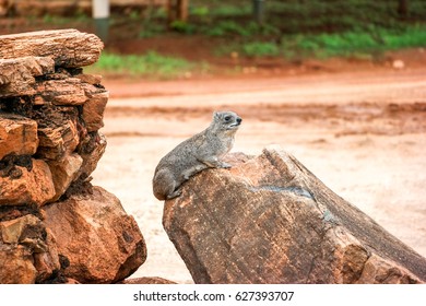 Rock Hyrax In Tsavo West National Park